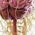 The Brain In Detail Exploded View Anatomy Anatomy