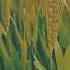 Golden Waves Of Wheat Relaxing Nature Shorts