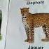 Animals Book Page No 2 3