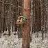 Чудесные жители леса Music Song Snow Forest Nature Naturevideo