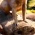 The Lion King 2019 The Lion Sleeps Tonight Eu Portuguese