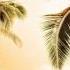 Oliver Schories Joris Delacroix Palm Tree Memories N To Remix