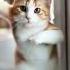 Cat Dancing Like A Pro Dancehall Remix Cat Shorts