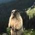 Как кричит сурок Marmot Screaming On Blackcomb Mountain