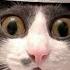 Really Funny Cats In Compilation Where You Try Not To Laugh 50