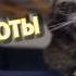 СМЕШНЫЕ КОТЫ С ОЗВУЧКОЙ и БЕЗ ПРИКОЛЫ С КОТАМИ 2018 1