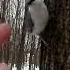 Не все слышали как поёт поползень Not Everyone Has Heard How The Nuthatch Sings