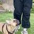 Chicken Banana Frenchbulldog Fannydog Pets Cute Dog Trending Shorts Reels