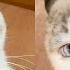 КОТА ЗАБРАЛИ В ДУРКУ Приколы с котами Мемозг 884