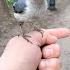 Ручной поползень Manual Nuthatch