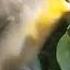 Bullock S Oriole Steals Hummingbird Nectar