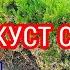 Самшитовая огневка как бороться с самшитовой огневкой чем обработать самшит