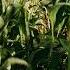 Hans Zimmer Cornfield Chase Interstellar