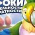 Полное Прохождение Игры Попугай Кеша Уроки Внимательности И Аккуратности Подборка ПК Игры