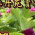 牡丹花盛开的季节 古都西安牡丹苑赏花之三 西安旅游 牡丹之歌 牡丹苑 牡丹花