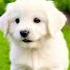 Cute Puppy Dag Dance