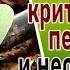 Питание растений критические периоды и необратимые процессы