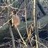 Черный Дрозд Turdus Merula Зимой в Лесу не улетел на Юг Дикие Птички Украины 4k Birds Life