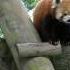 Sampling Red Panda