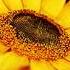 How Sunflowers Are Harvested