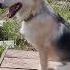Shorts Мудрость от собачки мудрость собака собаки лето цитаты Dog