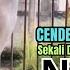 Burung Cendet Gacor FULL ISIAN MEWAH Untuk PANCINGAN CENDET AGAR BUNYI Jadikan BURUNG PENTET GACOR