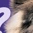 Improve Pet Vitality With Energy Frequency Vibration