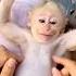 Baby Monkey Tries To Resist Then BURSTS Into Laughter