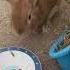Bunny Throws A Temper Tantrum For More Salad