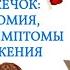 Мозжечок анатомия функциональные отделы связи функции Клиника поражения