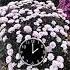 TIME IN OBLIVION Time Oblivion Timeinoblivion Flowers Plants Mums Garden Nature