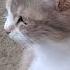 Забавные котята Милые кошечки Крутые коты Кошкин дом коты котята кошечки