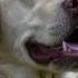 LABRADOR RETRIEVER Barking Sound Effect Golden Labrador Dog Barking Loud Barking Voice HD