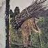 Led Zeppelin Stairway To Heaven 2012 Remaster