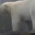 Snoop Dogg Animal Planet Commentary Polar Bear