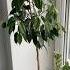 Люблю фикусы за то что с ними можно делать что угодно Plants Garden Bonsai фикус обрезка