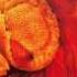 Tiamat 10 A Pocket Size Sun