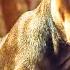 A DOG S WAY HOME First 10 Minutes Preview Trailer 2019