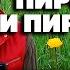 ОТПУГИВАЕТ КОМАРОВ МОШЕК И КЛЕЩЕЙ ХОРОШИЙ РЕПЕЛЕНТ ДЛЯ ДЕТЕЙ Obovsemsmarusya