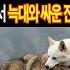 해외감동사연 한국 진돗개가 야생늑대와 싸우는 모습을 본 스페인 여성이 충격받은 진짜 이유ㅣ외국사연 ㅣ감동사연 ㅣ해외반응 ㅣ사연 ㅣ