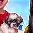 LE REGALO DOS PERRITOS BEBÉS A MI NOVIA