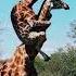 Funny Giraffe Short Video Shortvideo Trending Giraffe Viralvideo Foryou Funny