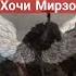 Хочи Мирзо