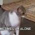 Cats Speaking English Part 4