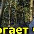 Как помогает человеку Энергия Растений