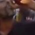 CRAZY JAMAICAN DUDE DRINKS AN ENTIRE BOTTLE Of HENNY IN ONE GULP