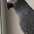 Жако Мидж Это кто не умеет свистеть жако попугай говорящийпопугай Parrot Africangrey