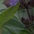 Grow Sage Grow Health 10 Essential Reasons To Plant This Herb Today