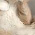 Cuddling Cats Is Scientifically Awesome Shorts Cat Trending