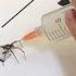 Using Dead Spiders As Quasi Cyborgs To Pick Things Up